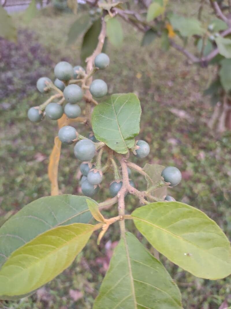 Solanum paniculatum fruit