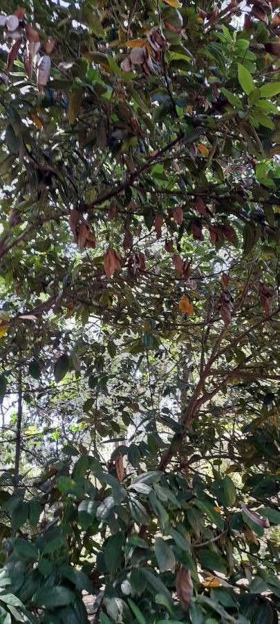 Ocotea porphyria habit
