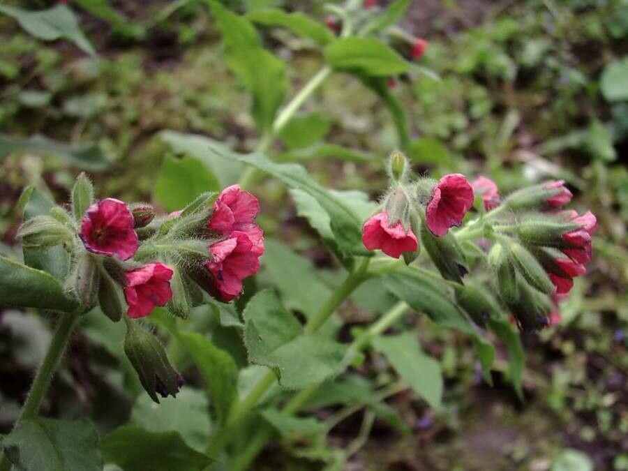 Pulmonaria rubra flower