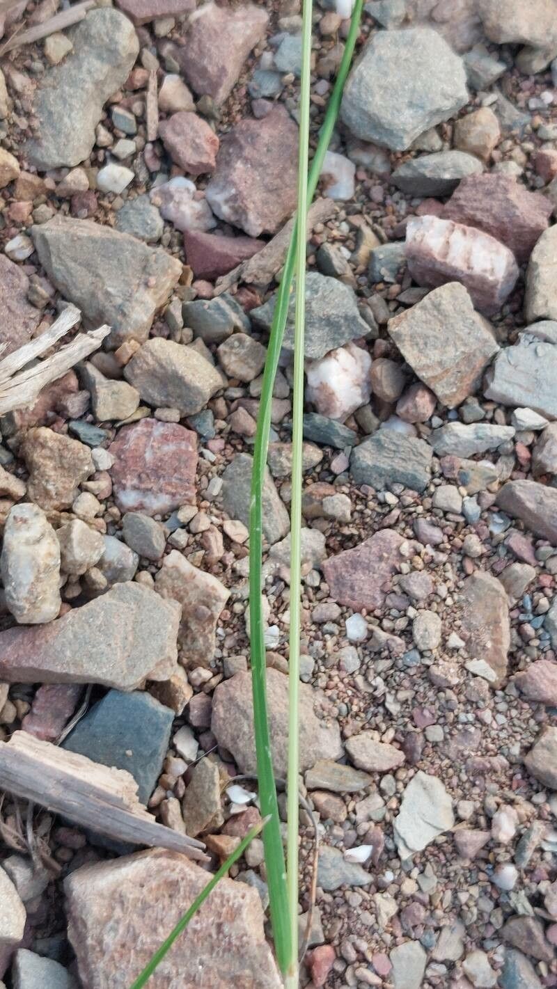 Festuca ligustica leaf