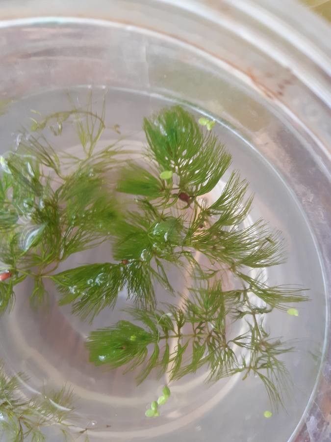 Ceratophyllum demersum fruit