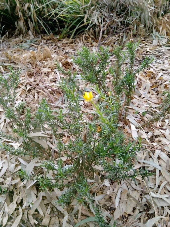 Helichrysum aureum — search result for 'Helichrysum'