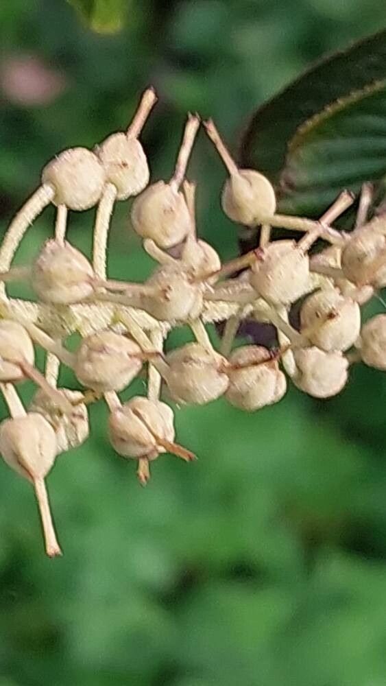 Clethra delavayi fruit