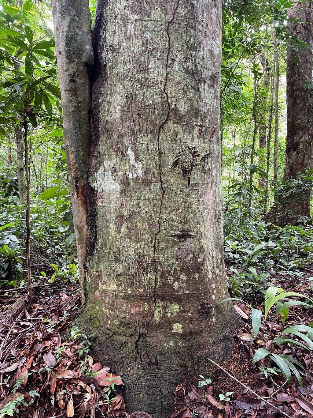 Sindora klaineana bark