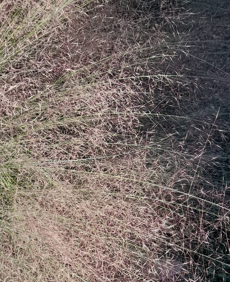 Muhlenbergia reverchonii fruit