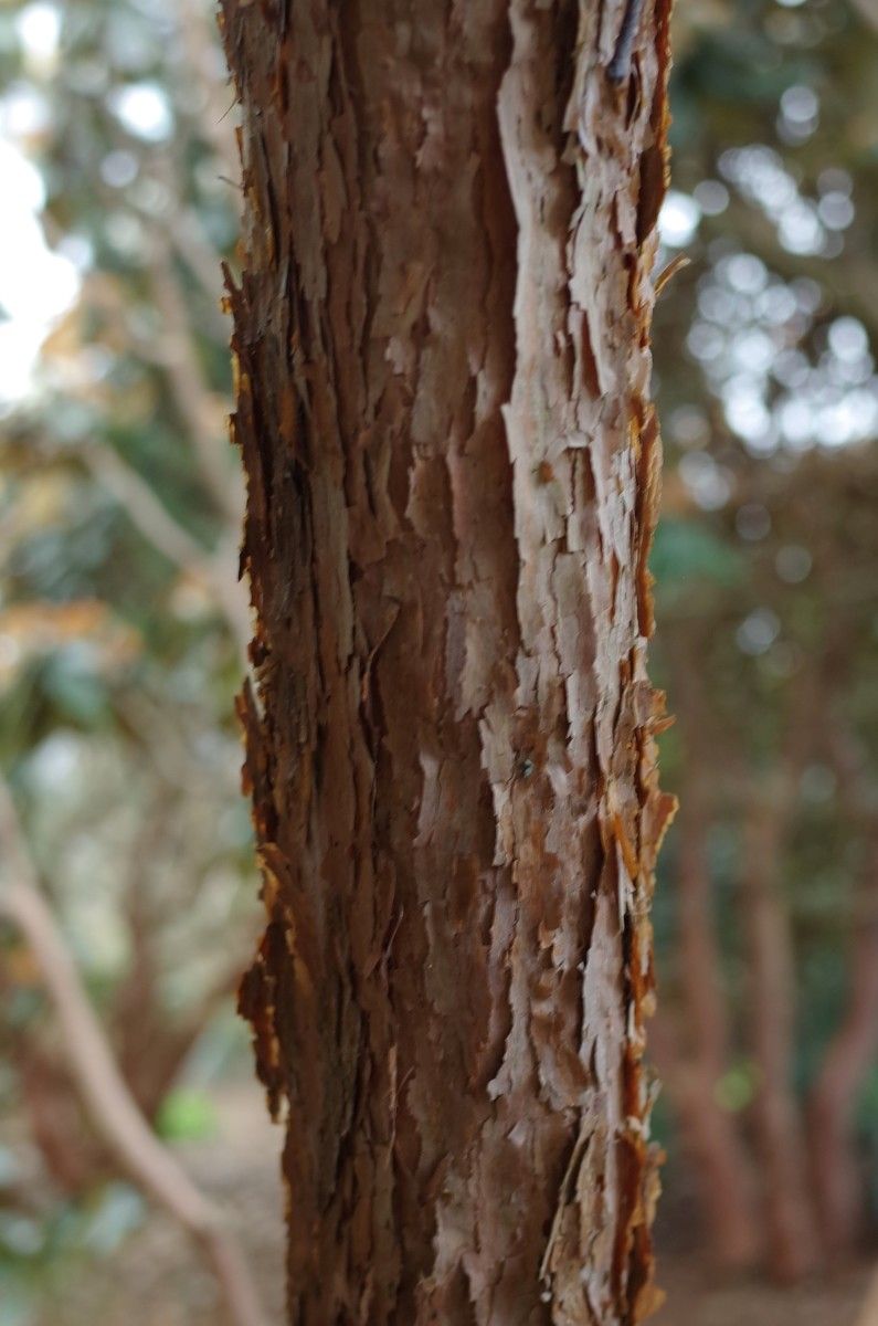 Rhododendron semnoides bark