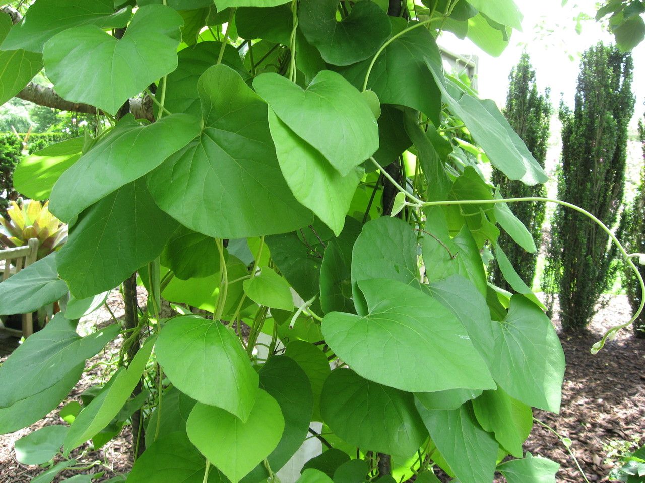 Aristolochia tomentosa habit