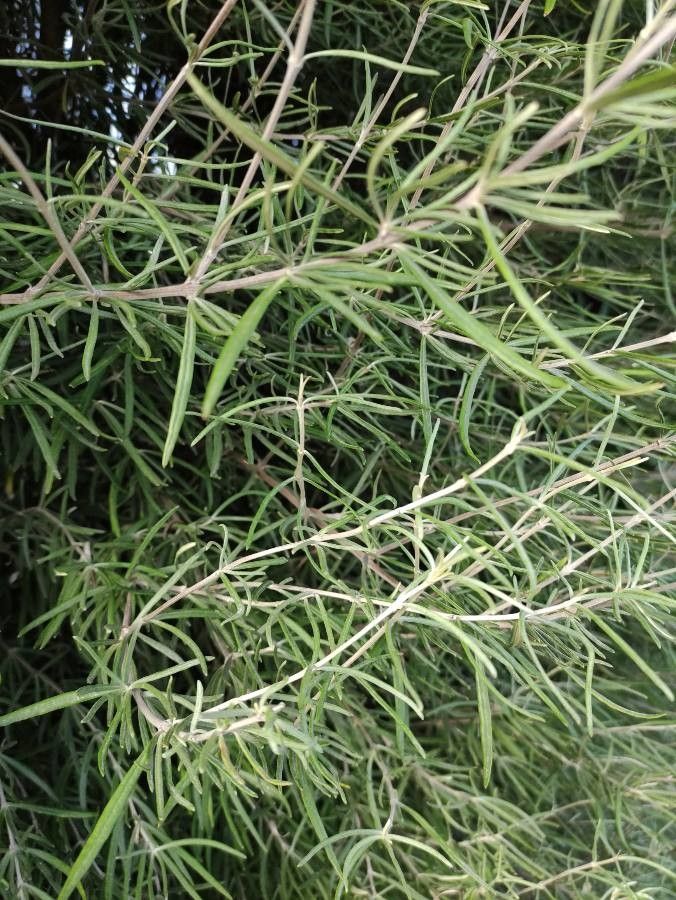 Teucrium creticum — search result for 'Teucrium'