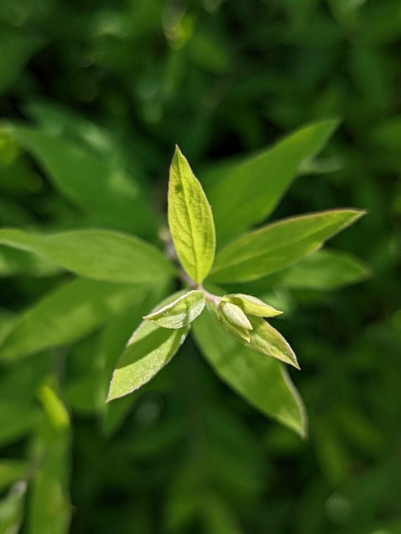 Spiraea × arguta — search result for 'Spiraea'