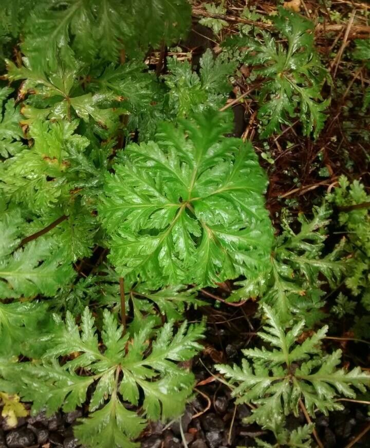 Geranium reuteri — search result for 'Geranium'