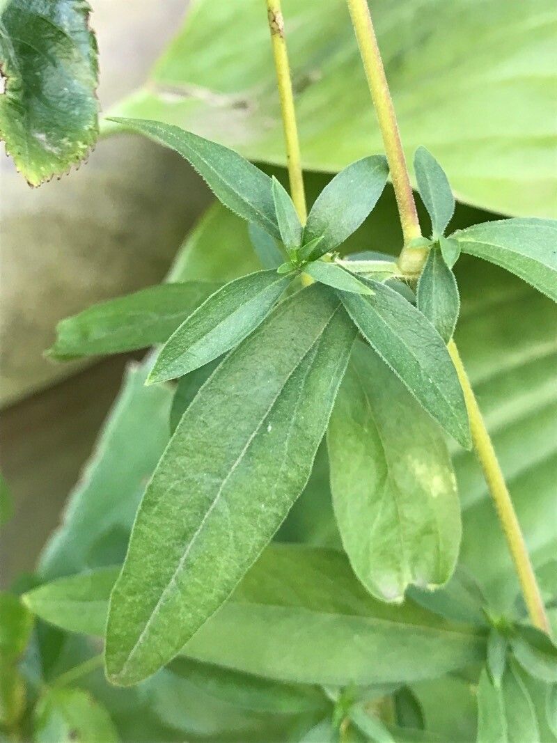 Silene catholica — houseplant care guide