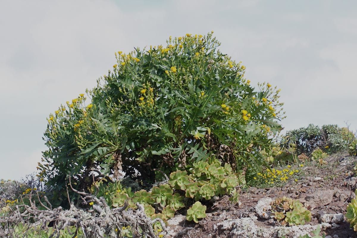 Sonchus pinnatifidus flower