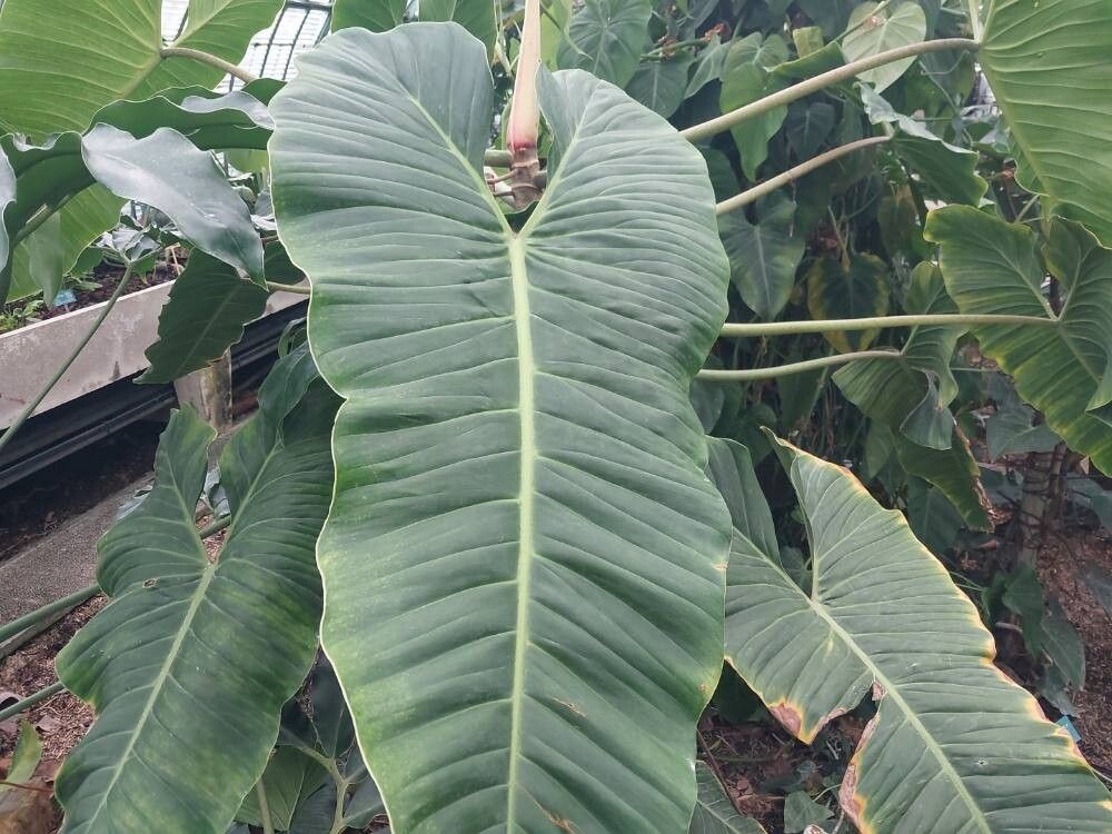 Philodendron deflexum leaf