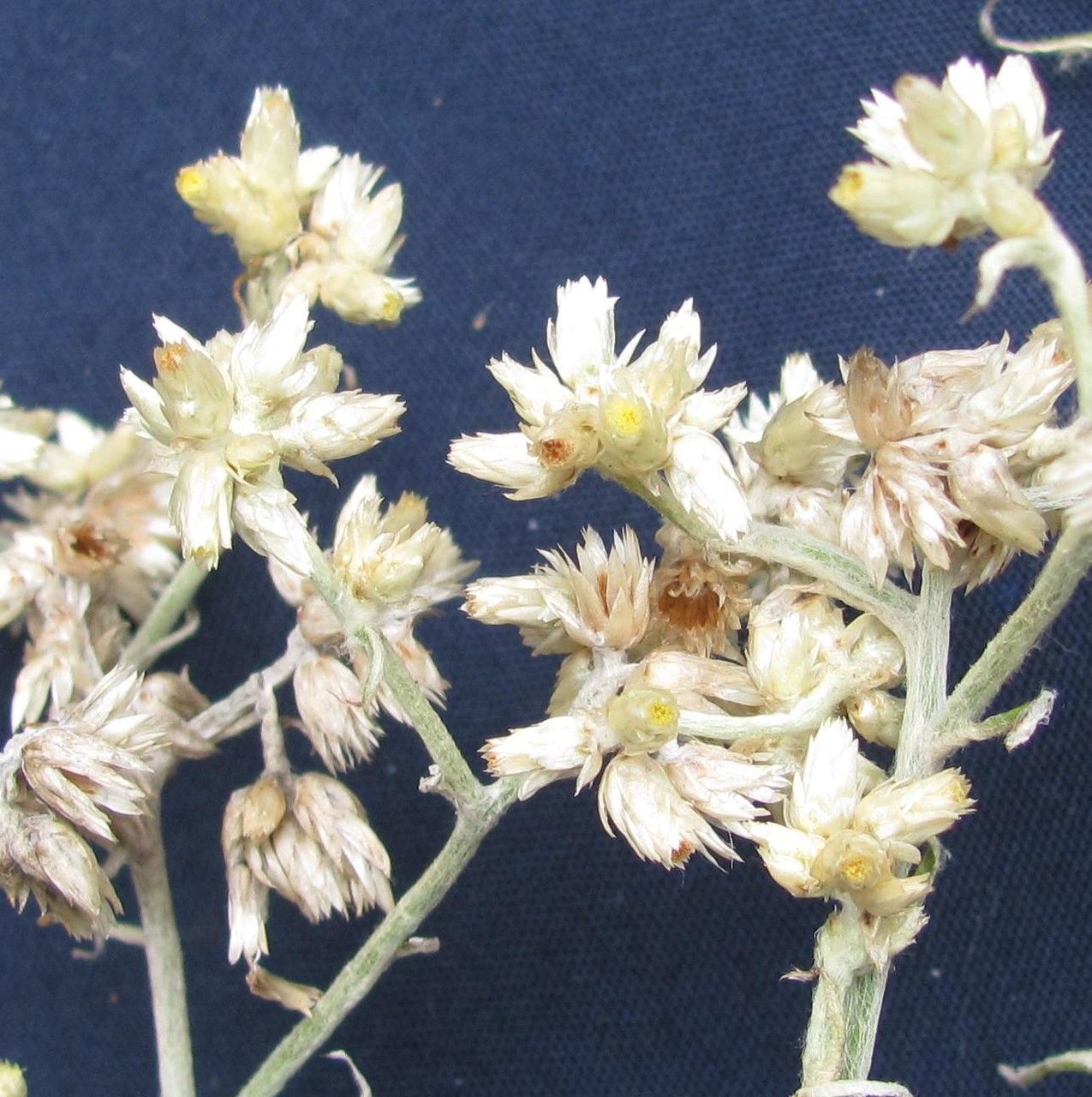 Pseudognaphalium attenuatum other