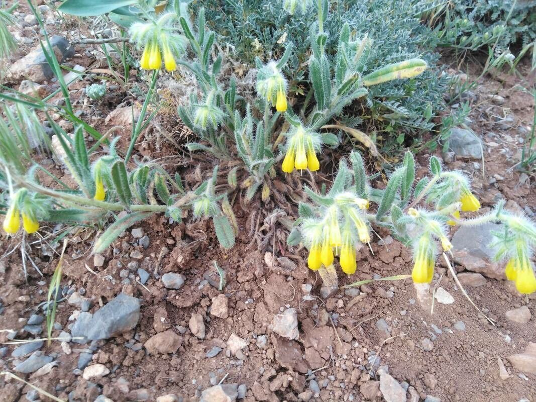 Onosma dichroantha flower