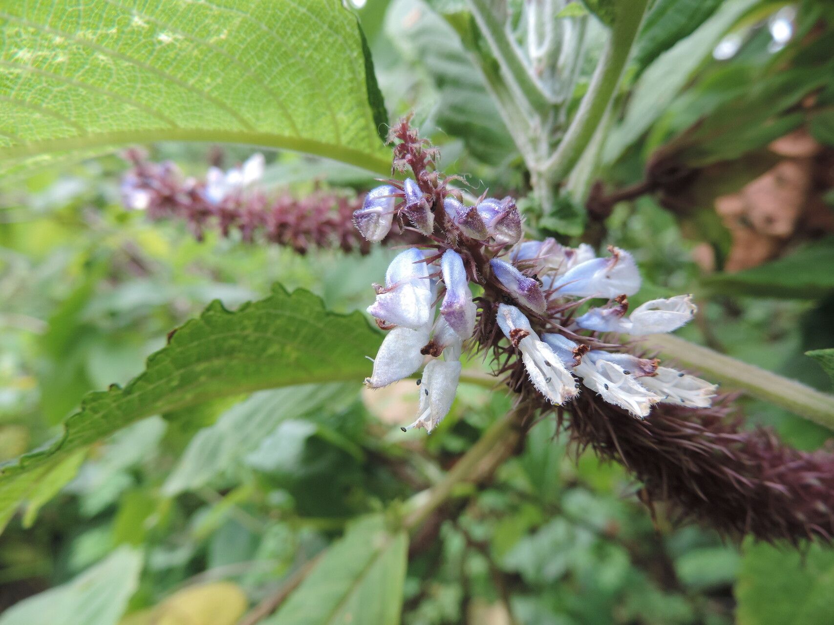 Coleus goetzenii — houseplant care guide