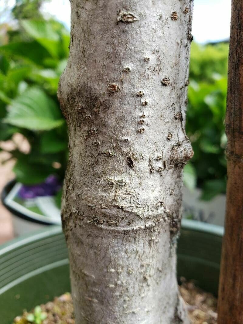 Aesculus × arnoldiana bark