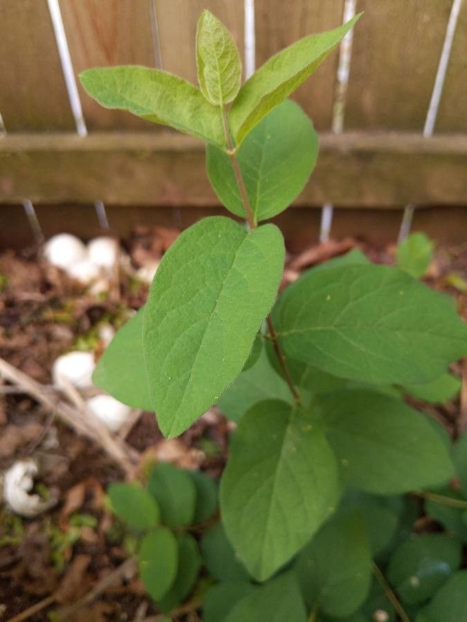 Lonicera villosa — search result for 'Lonicera'