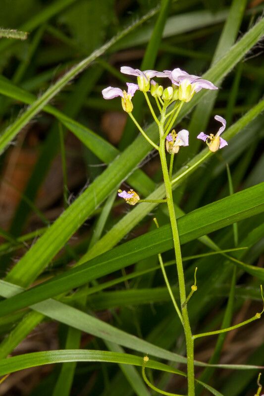 Arabidopsis halleri fruit