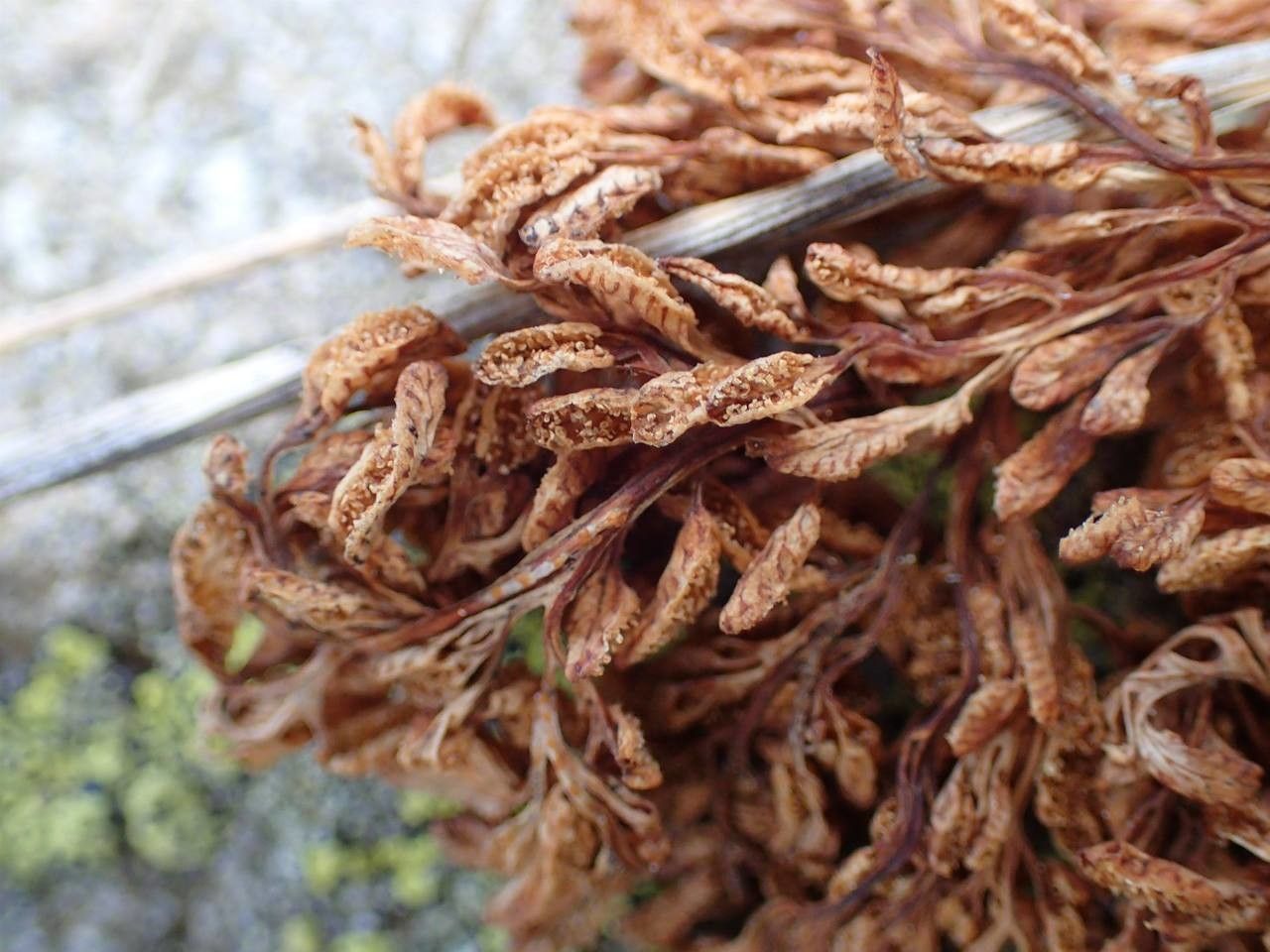 Cryptogramma crispa fruit