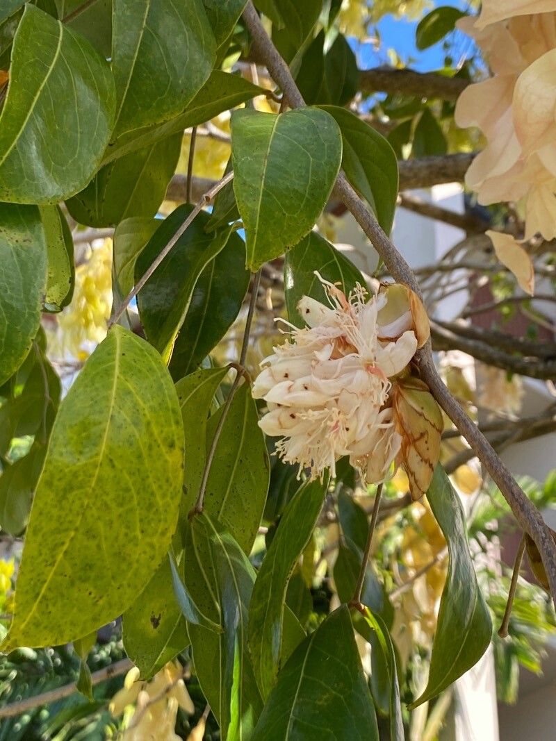 Cynometra lenticellata flower