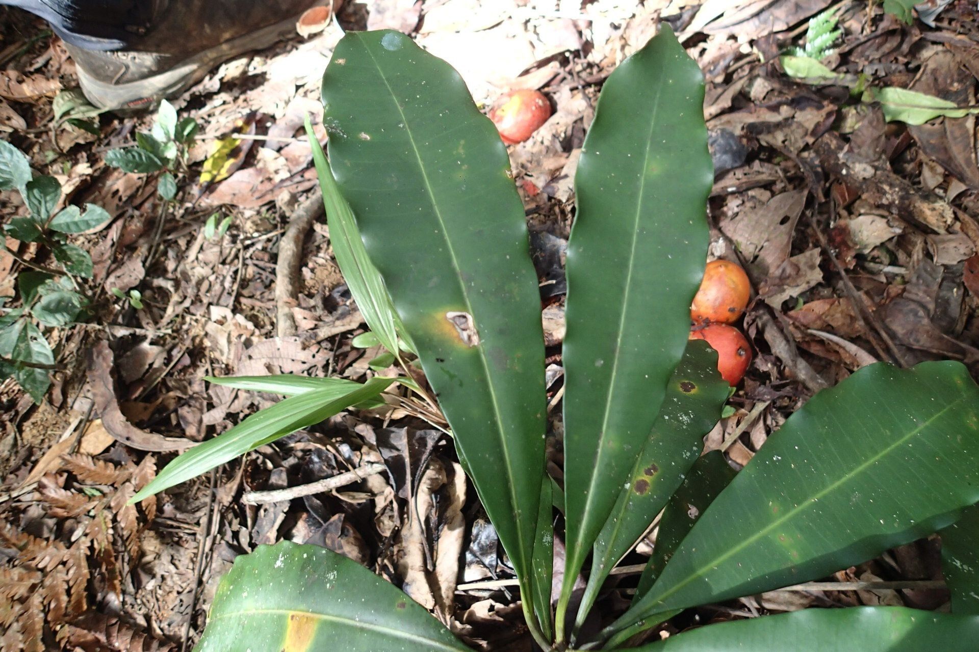 Ochrosia brevituba — related species from the same genus