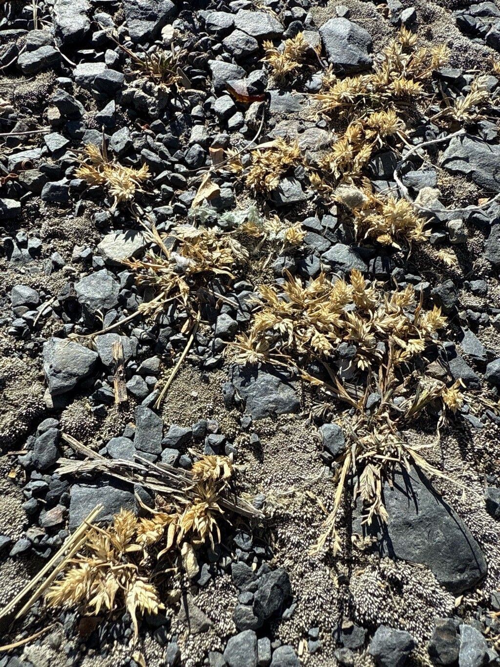 Poa macusaniensis — search result for 'Poa'