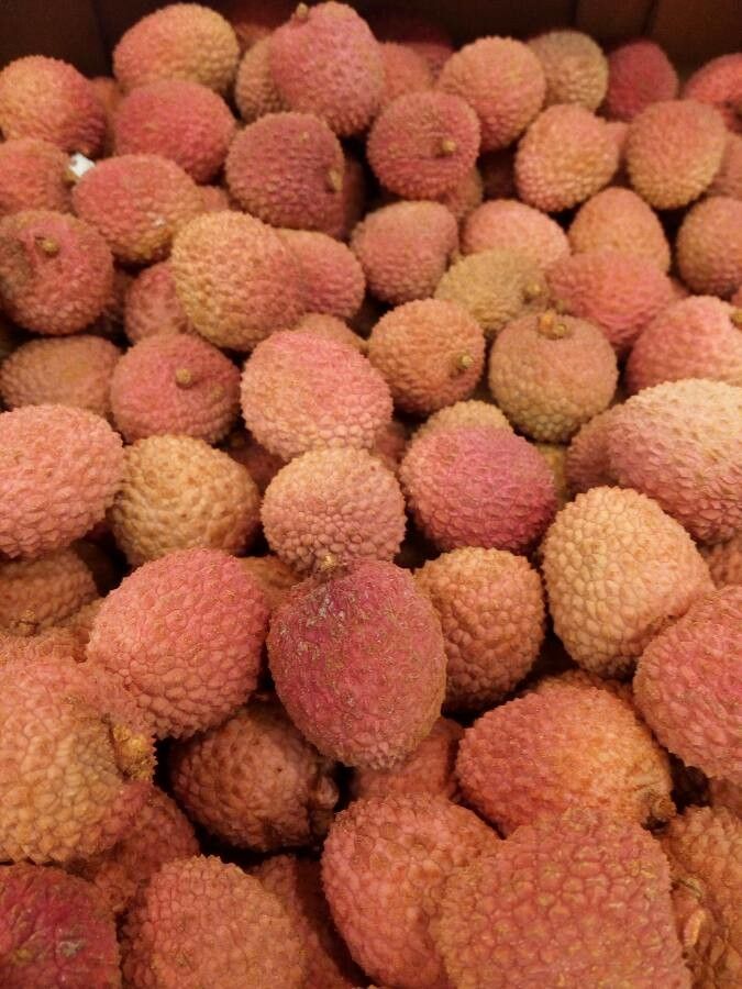 Litchi chinensis fruit