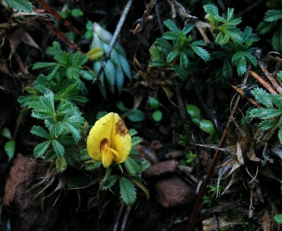 Ononis minutissima flower