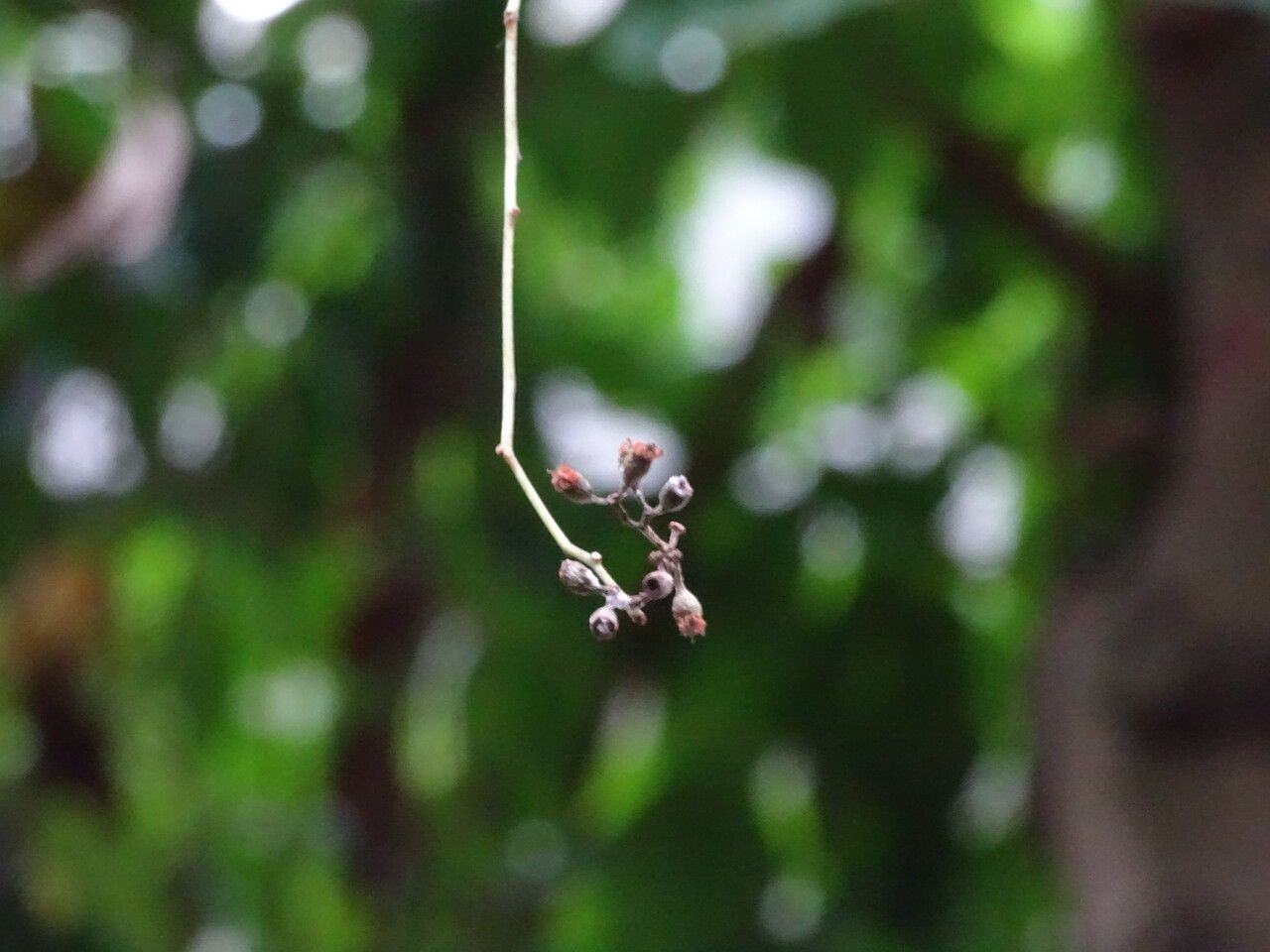 Eucalyptus pruinosa flower