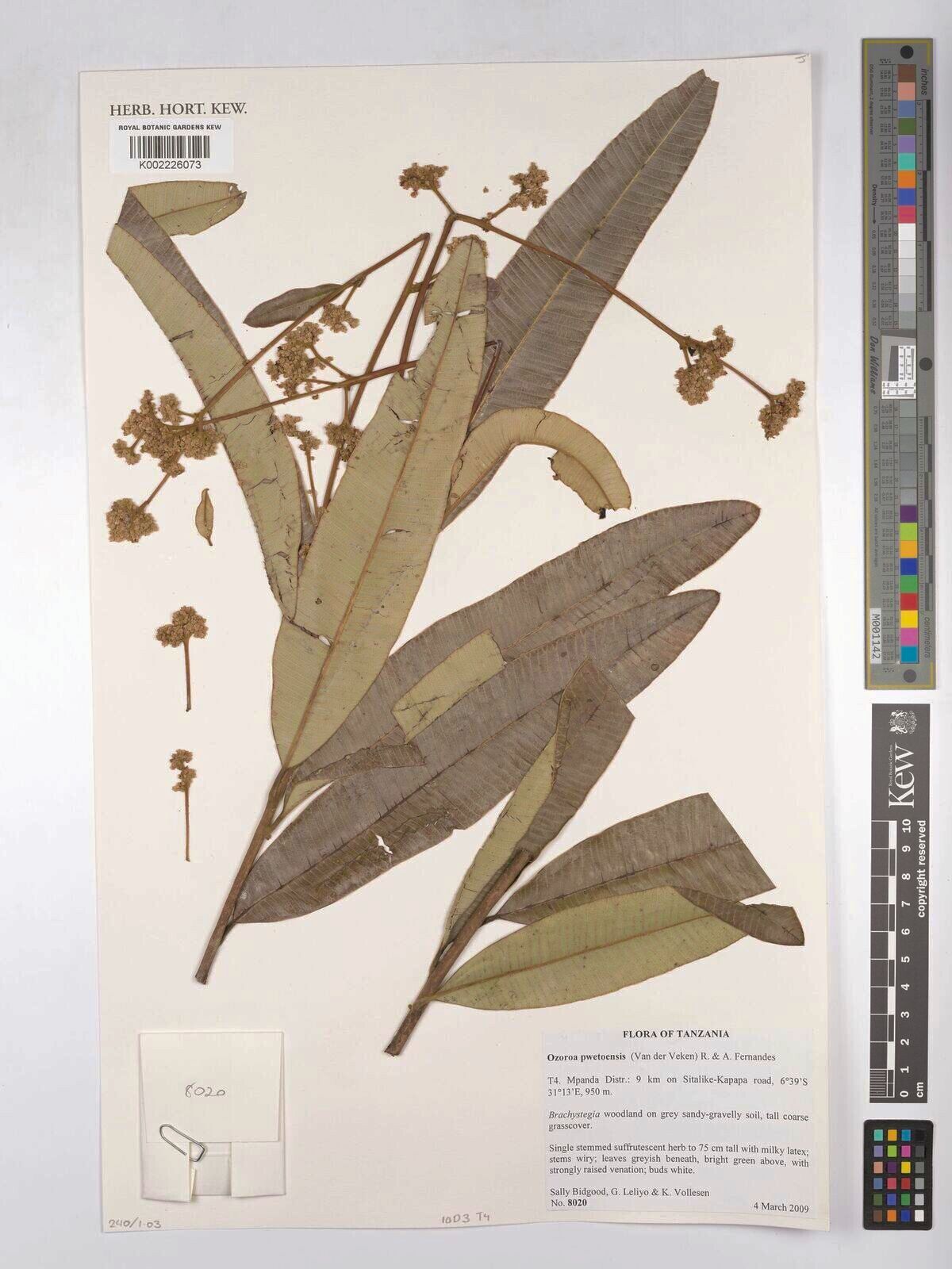 Ozoroa pwetoensis — search result for 'Ozoroa'