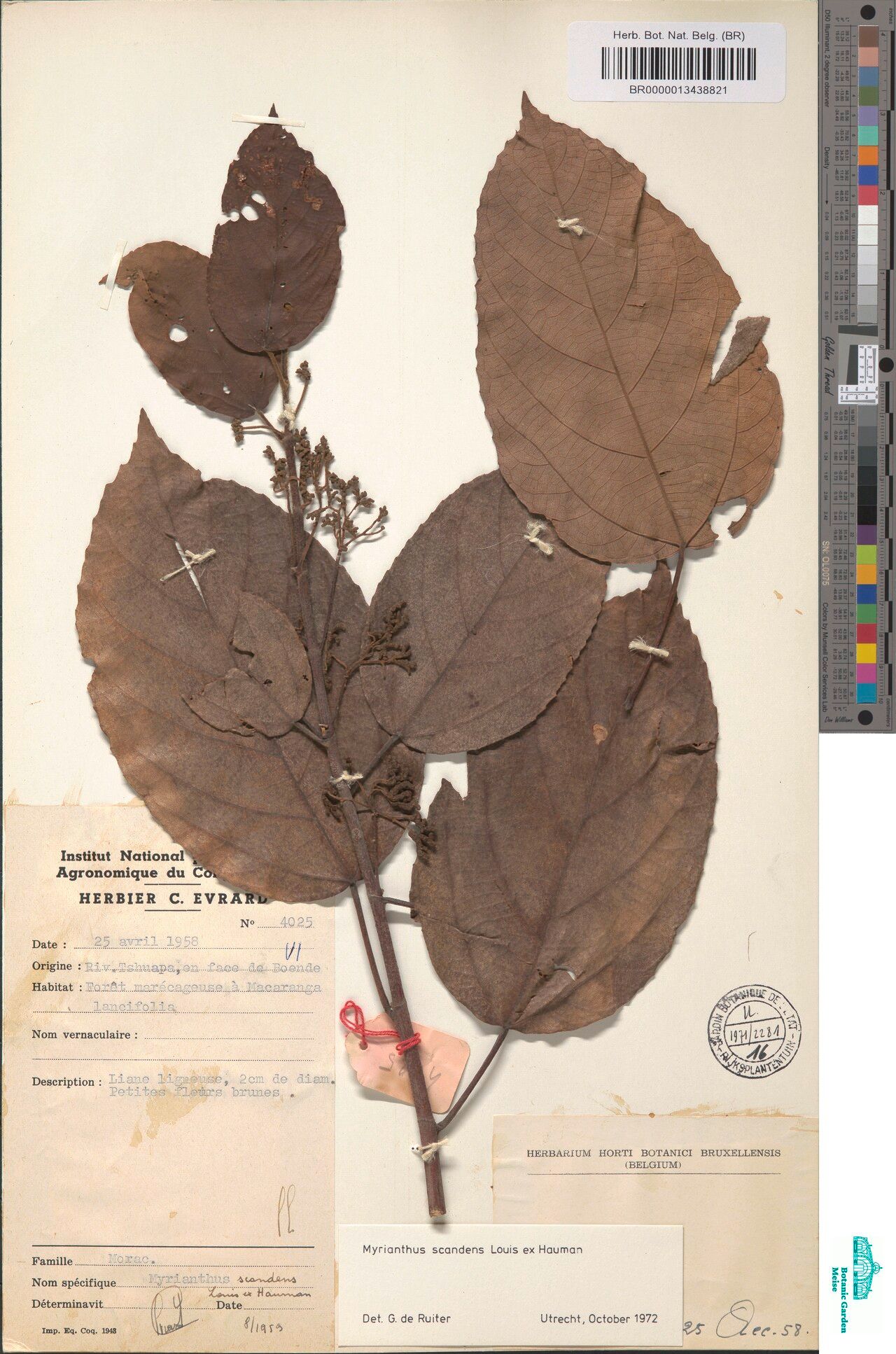 Myrianthus scandens — houseplant care guide