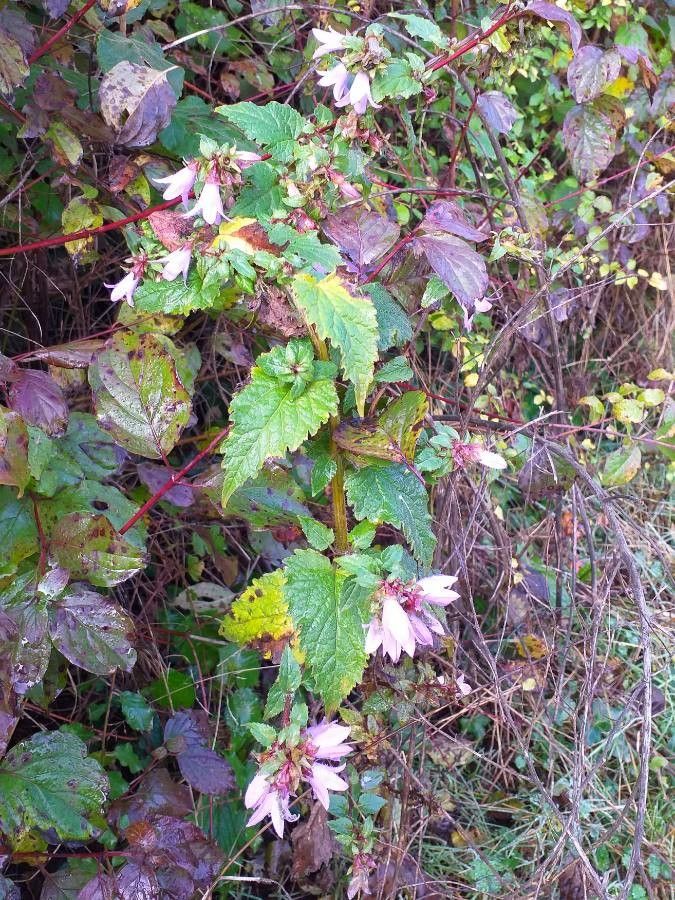 Campanula trachelium — search result for 'Ireland'