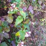 Campanula trachelium