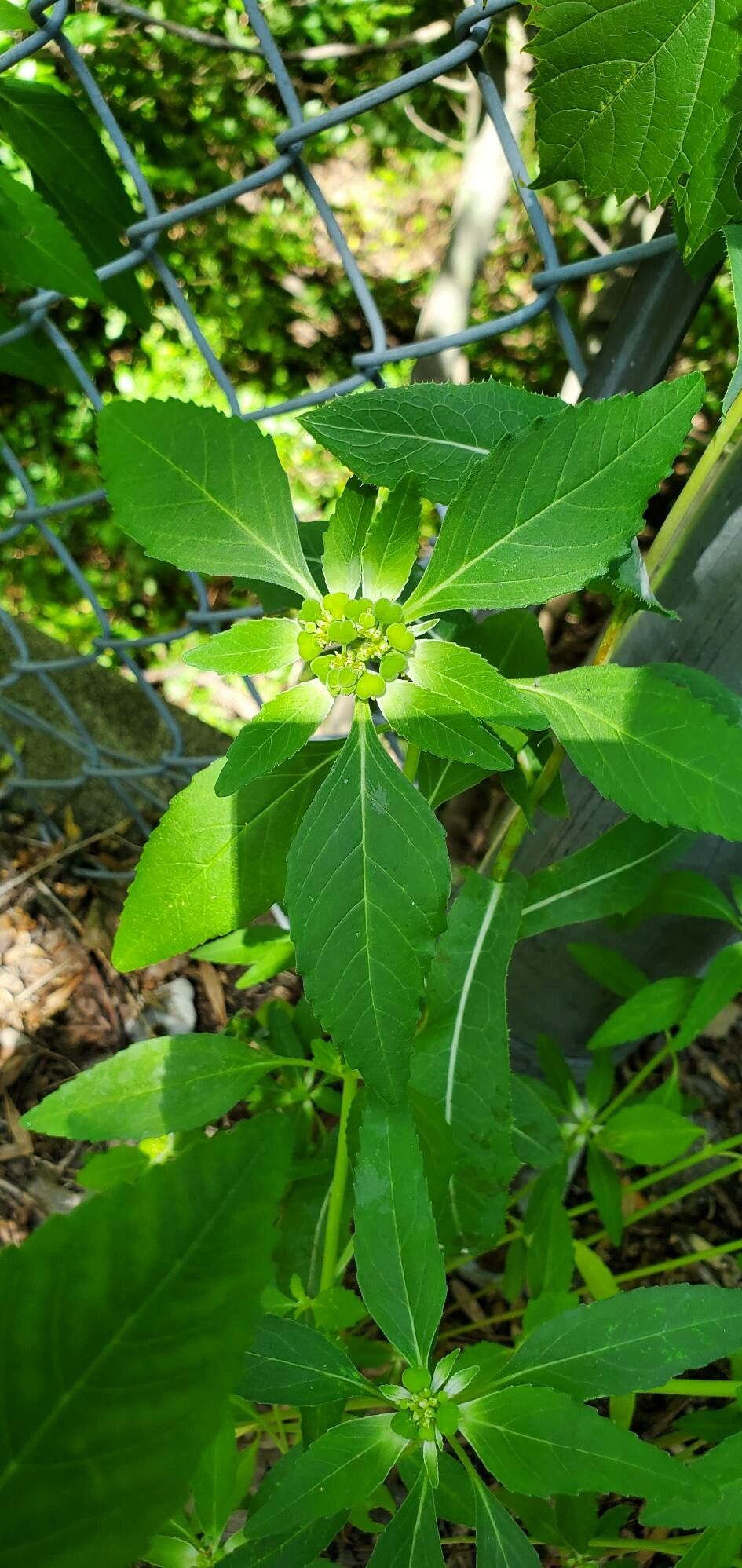 Euphorbia davidii leaf