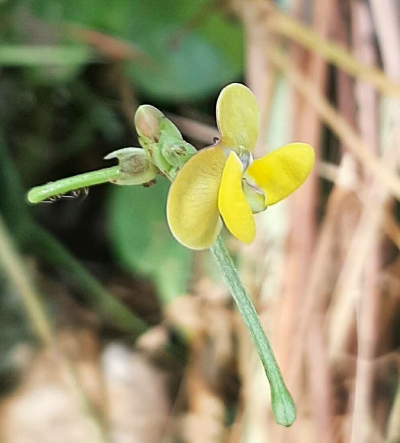 Vigna trilobata flower