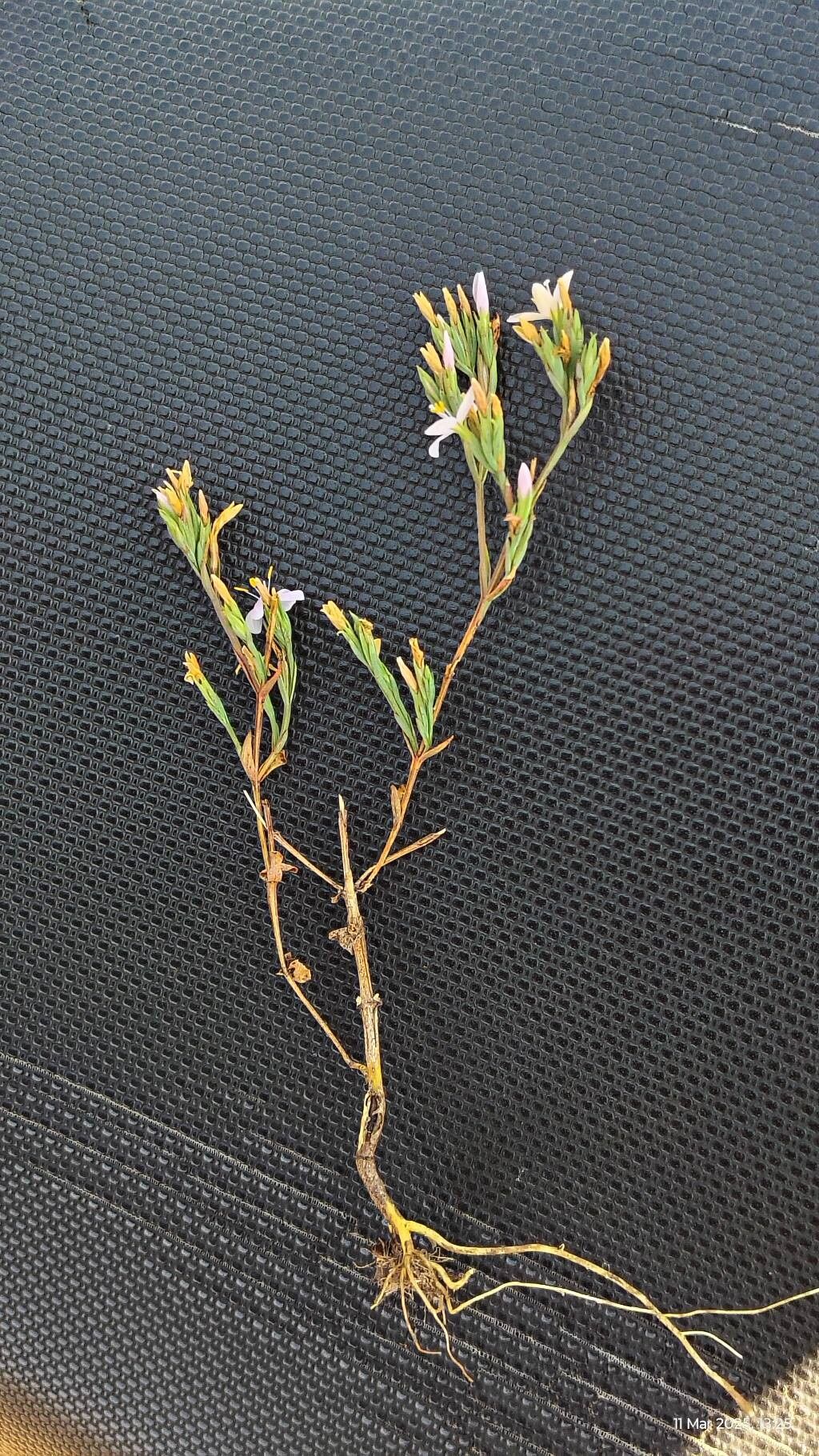 Canscora stricta — related species from the same genus