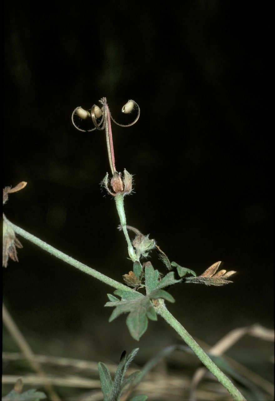 Geranium berteroanum fruit