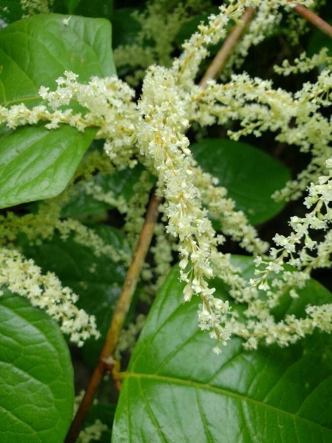 Fallopia japonica flower