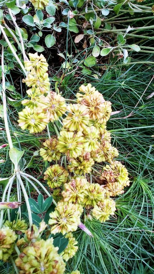 Eriogonum umbellatum fruit