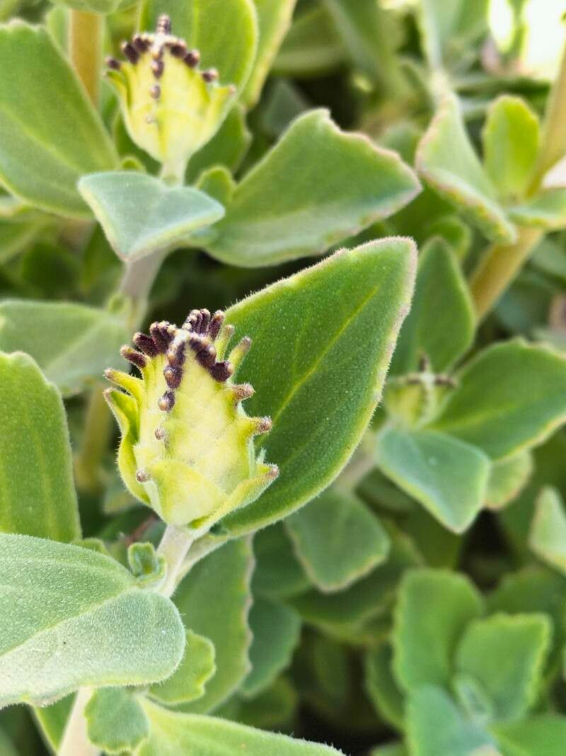 Plectranthus neochilus — search result for 'Plectranthus'