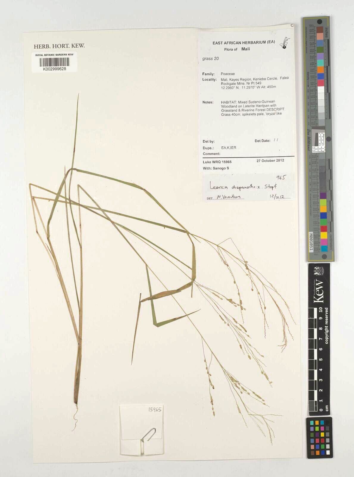 Leersia drepanothrix