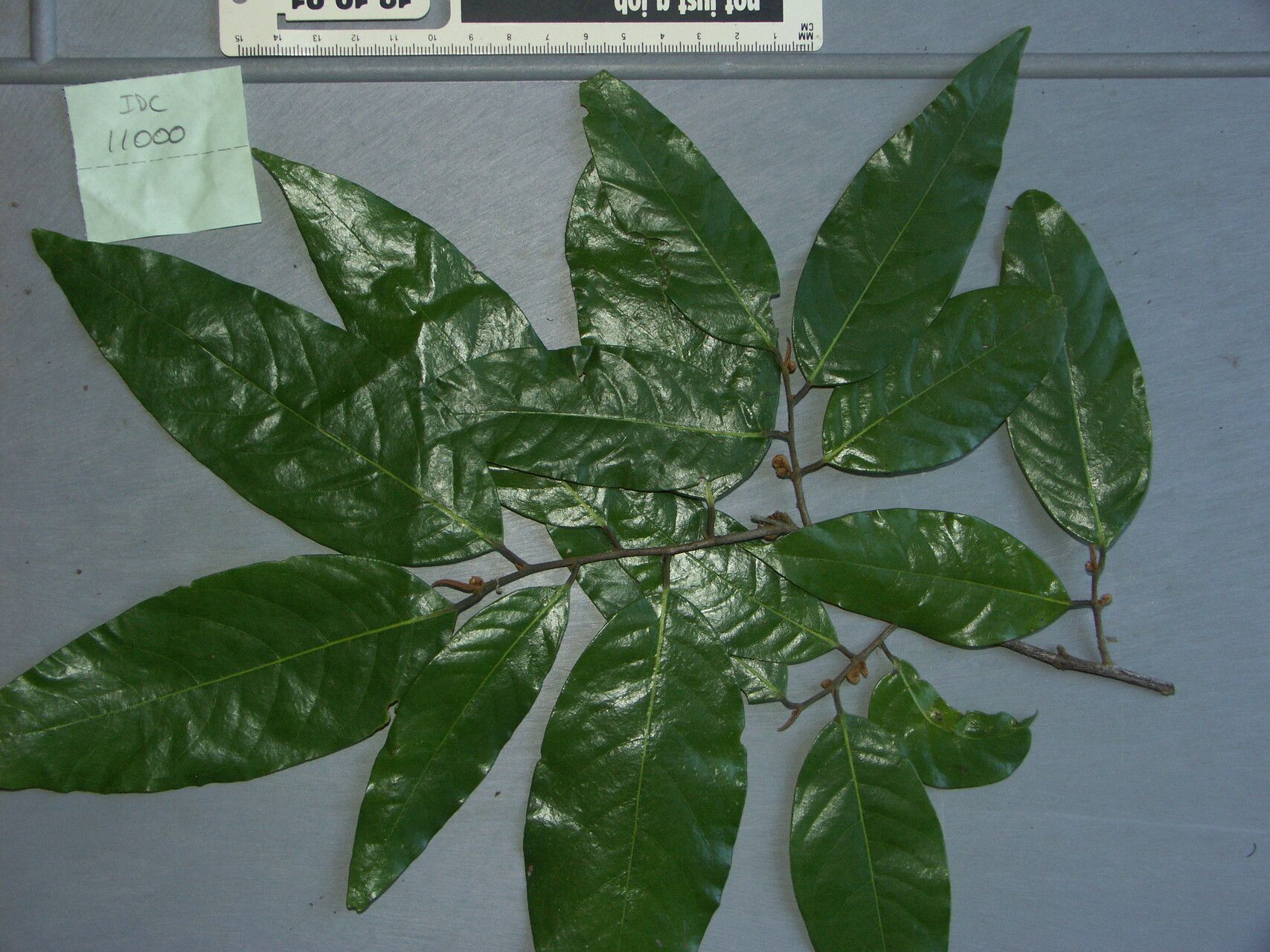 Mitrephora diversifolia — related species from the same genus