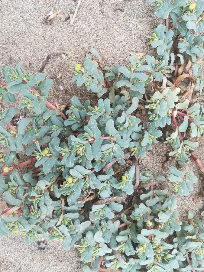 Euphorbia peplis flower