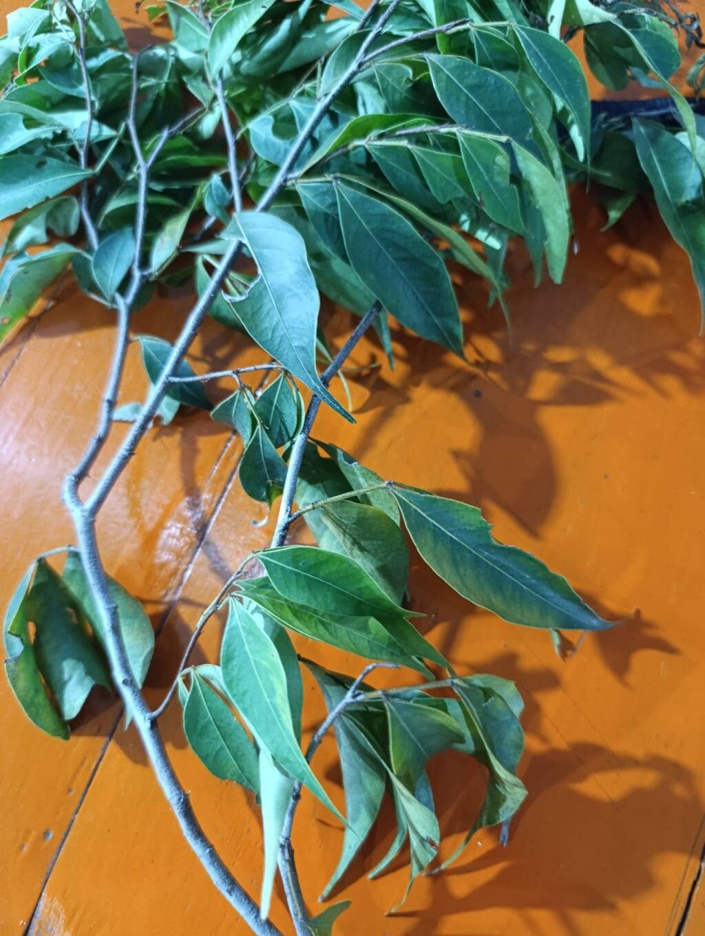 Inga heterophylla — houseplant care guide