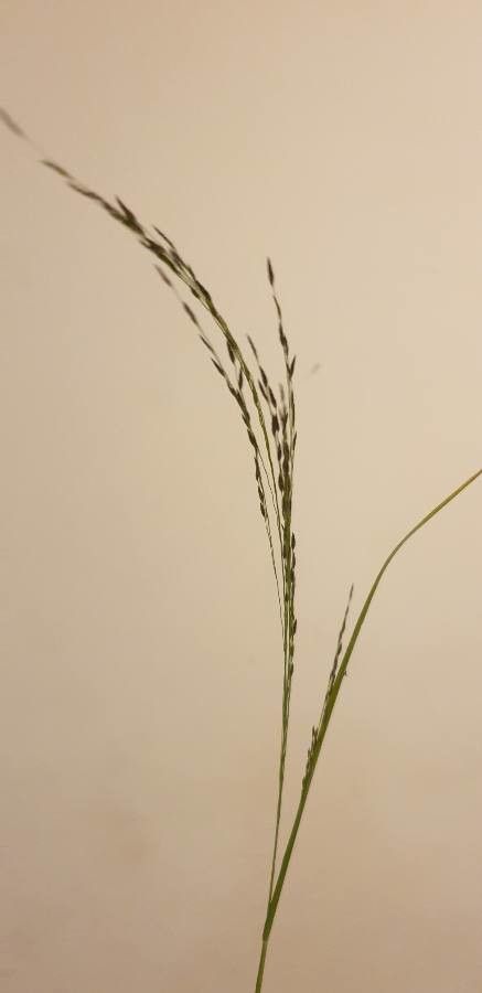 Eragrostis tef — search result for 'Eritrea'