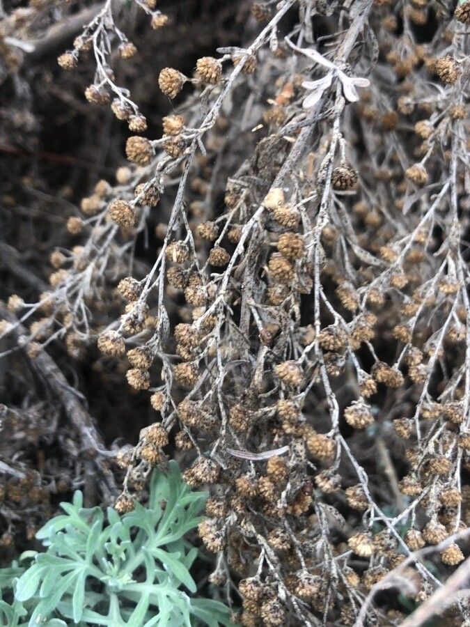 Artemisia thuscula flower