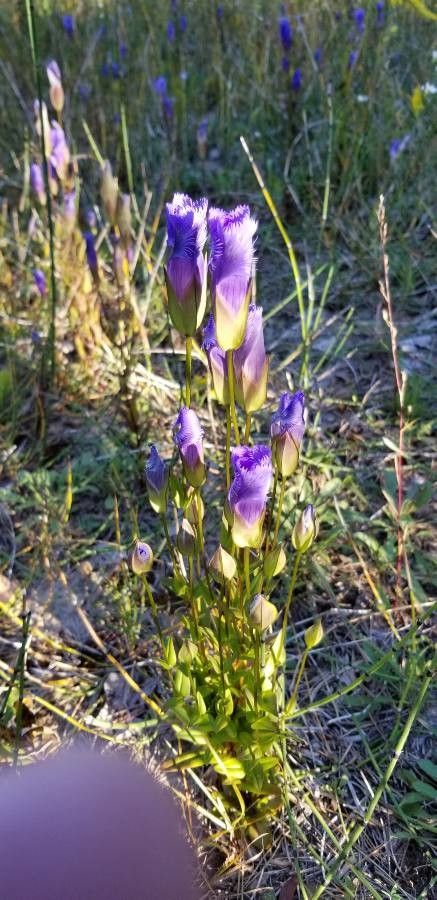 Gentianopsis crinita — houseplant care guide