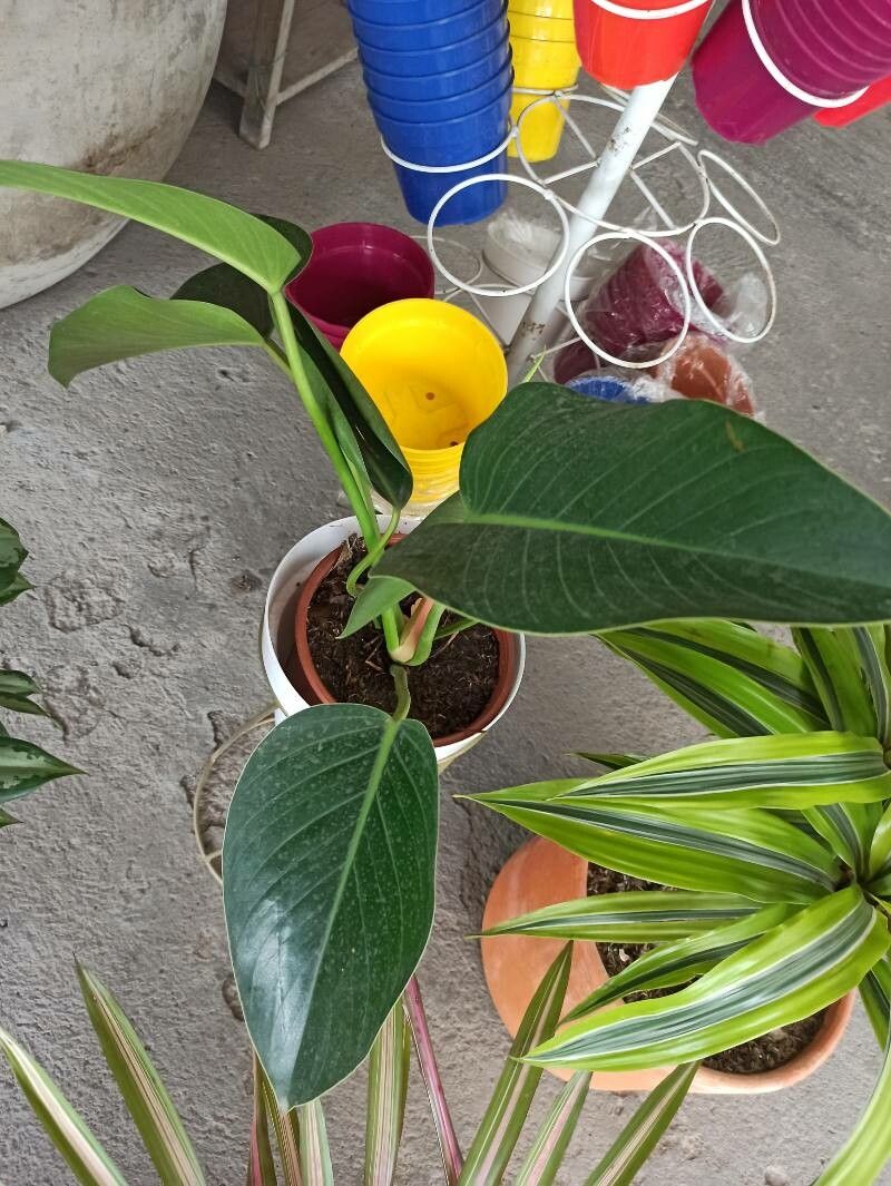 Philodendron tatei — search result for 'Congo'