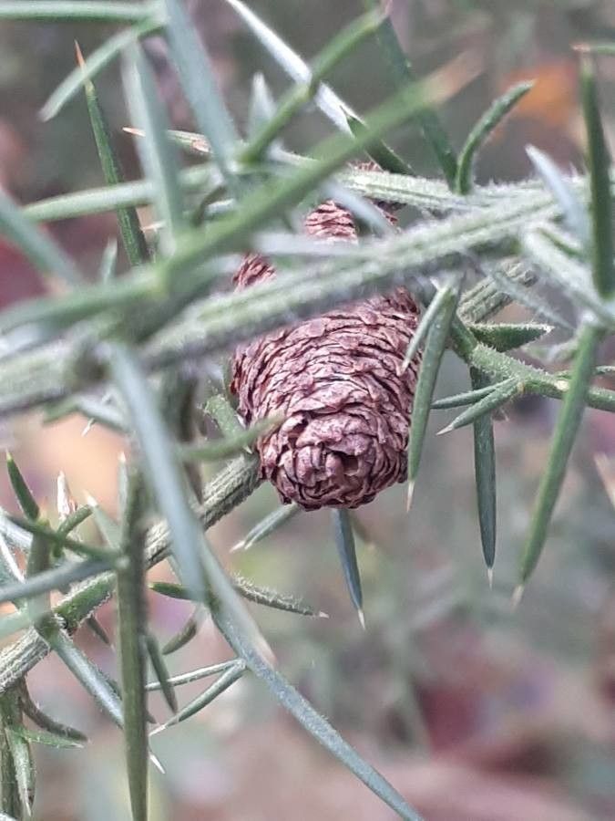 Ulex europaeus fruit
